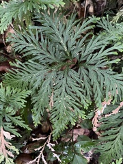 Selaginella flabellata