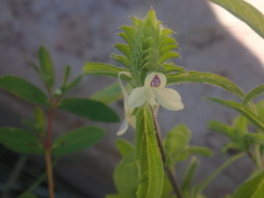 Tetramerium