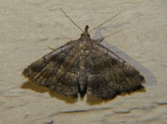 Phalaenostola larentioides