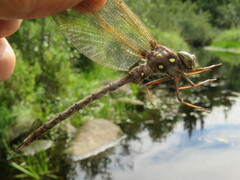 Boyeria vinosa