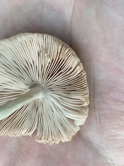 Pluteus
