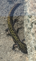 Ambystoma macrodactylum