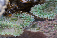 Anthopleura xanthogrammica