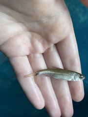 Luxilus chrysocephalus