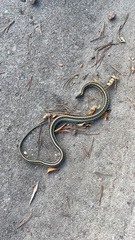 Thamnophis radix