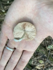 Pluteus