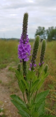 Verbena stricta