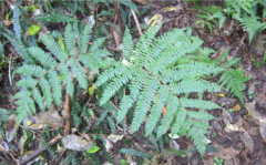 Cyathea medullaris