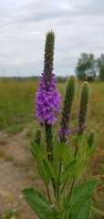 Verbena stricta