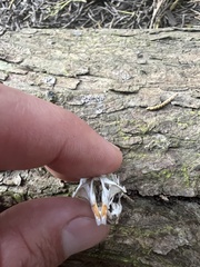 Microtus californicus