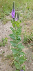 Verbena stricta