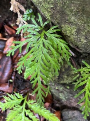 Selaginella flabellata
