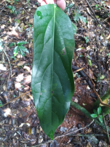 Carronia protensa (Carronia protensa)