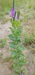 Verbena stricta