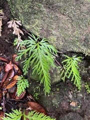 Selaginella flabellata