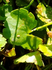 Halerpestes cymbalaria