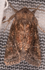 Lacinipolia meditata