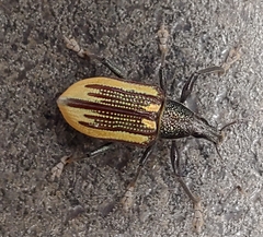 Diaprepes abbreviatus