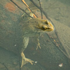 Rana luteiventris