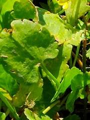 Halerpestes cymbalaria