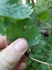 Blaesodiplosis venae