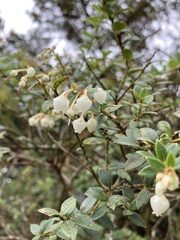 Gaultheria