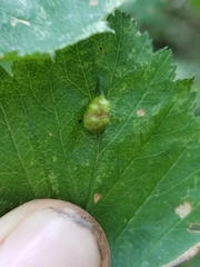 Blaesodiplosis venae