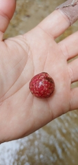 Amphibolips quercusjuglans