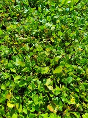 Halerpestes cymbalaria