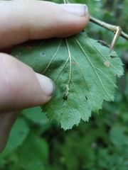 Blaesodiplosis venae