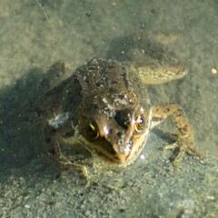 Rana luteiventris