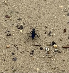 Sphecidae