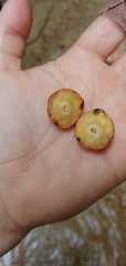 Amphibolips quercusjuglans
