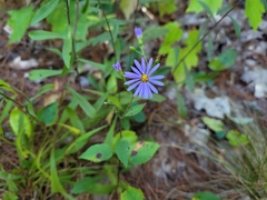 Symphyotrichum ciliolatum