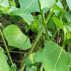 Psorthaspis brimleyi