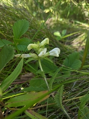 Pedicularis lanceolata