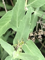 Agapostemon