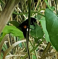 Psorthaspis brimleyi