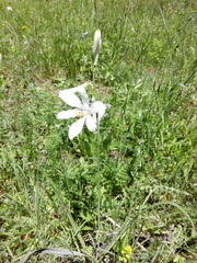 Paradisea liliastrum