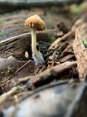 Psathyrella piluliformis