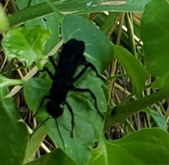 Psorthaspis brimleyi