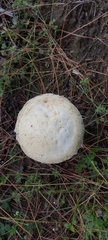Stropharia
