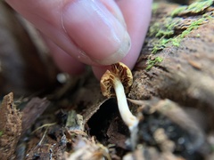 Psathyrella piluliformis