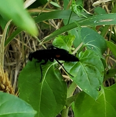 Psorthaspis brimleyi