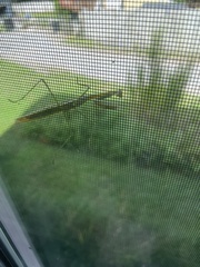 Tenodera angustipennis
