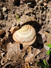 Ganoderma applanatum