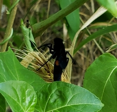 Psorthaspis brimleyi