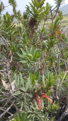 Lobelia excelsa