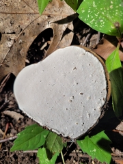 Ganoderma applanatum
