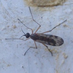 Sylvicola